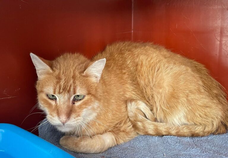 multimedia-foto82701-582-1