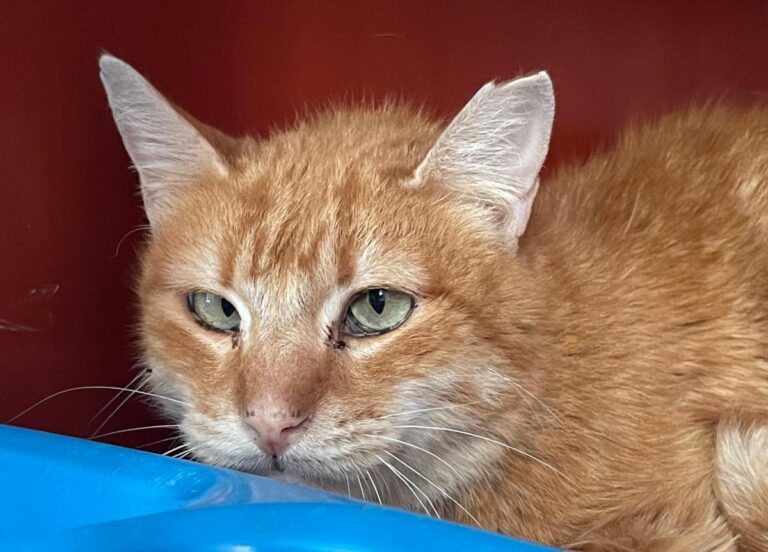 multimedia-foto82702-582-1