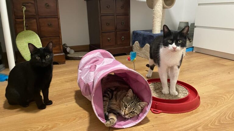 multimedia-foto82704-397-1