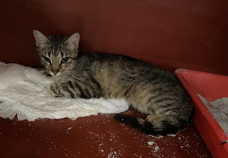 multimedia-foto82736-883-1