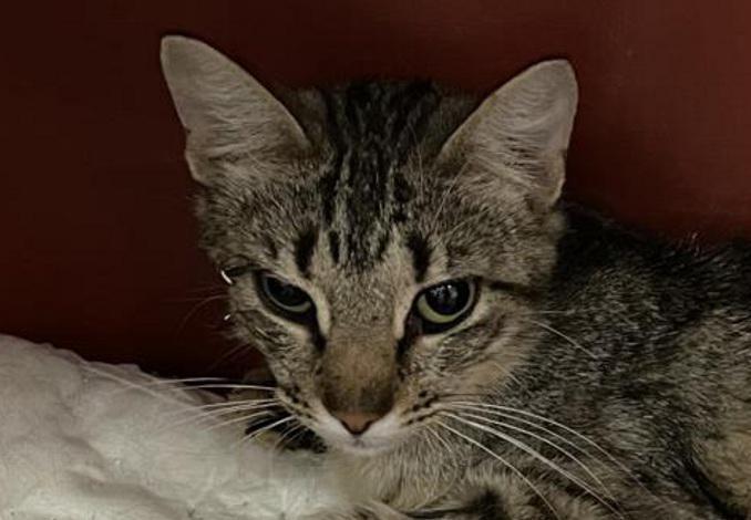 multimedia-foto82737-883-1