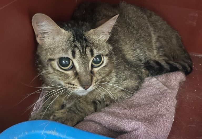 multimedia-foto82738-883-1