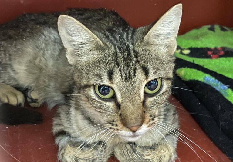 multimedia-foto82740-884-1