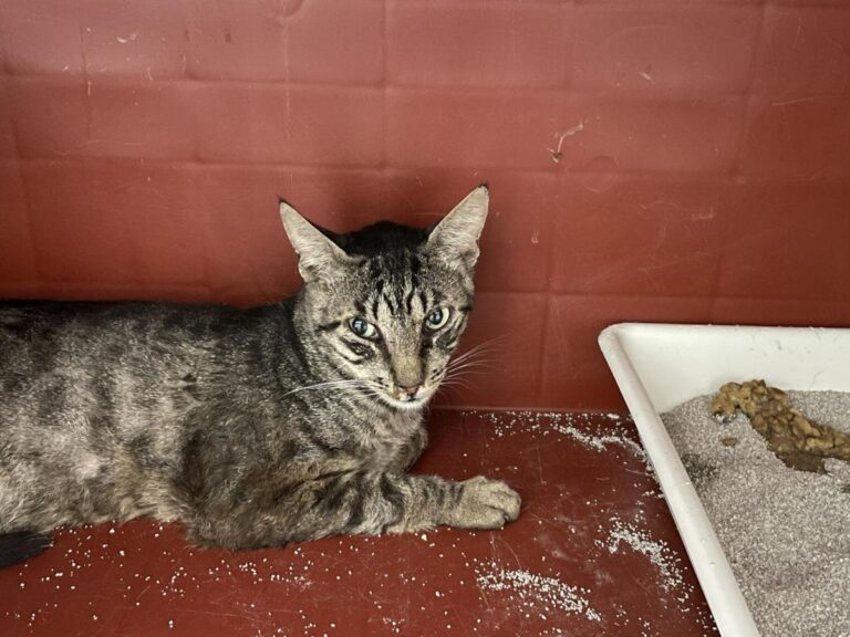 multimedia-foto82741-991-1