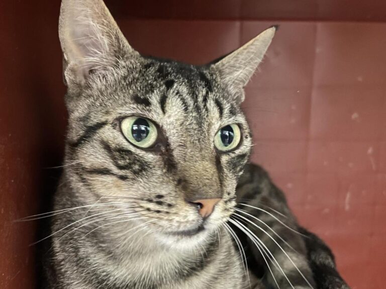 multimedia-foto82742-991-1