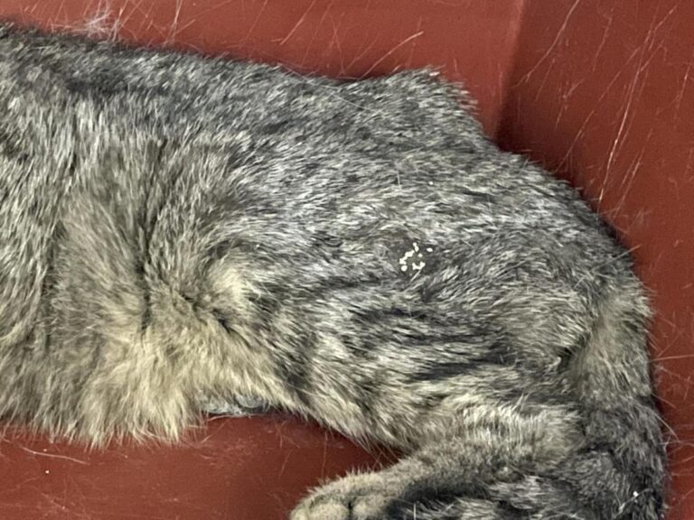 multimedia-foto82751-272-1