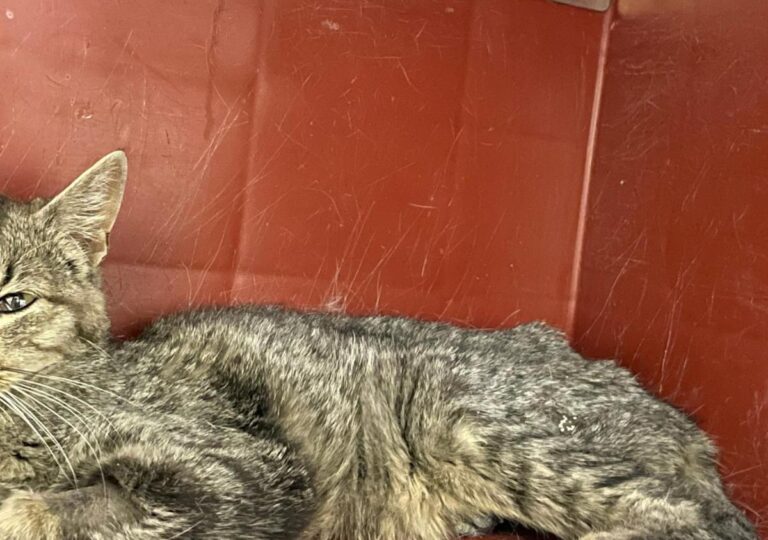 multimedia-foto82752-272-1