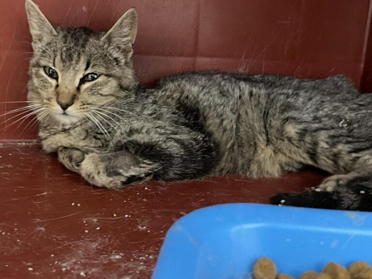 multimedia-foto82753-272-1