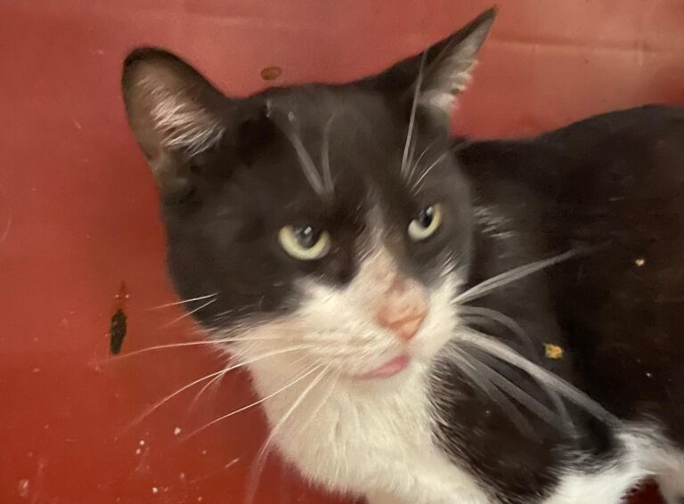 multimedia-foto82755-210-1