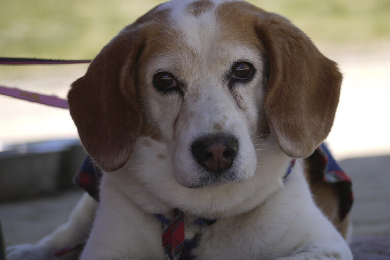 multimedia-foto82769-512-1