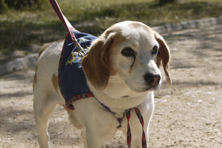 multimedia-foto82770-512-1