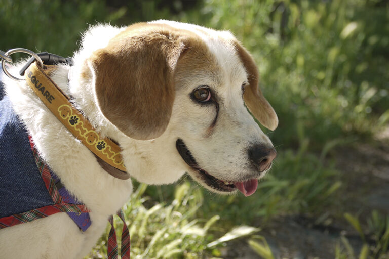 multimedia-foto82772-513-1