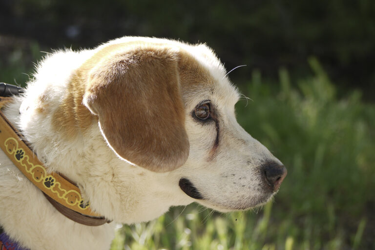 multimedia-foto82773-513-1