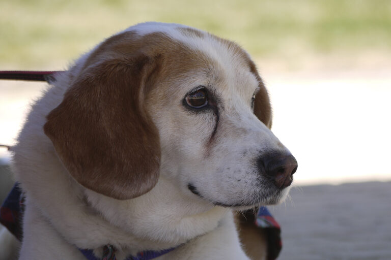 multimedia-foto82775-513-1