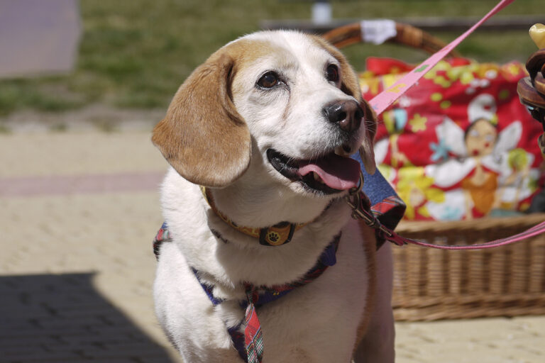 multimedia-foto82776-513-1