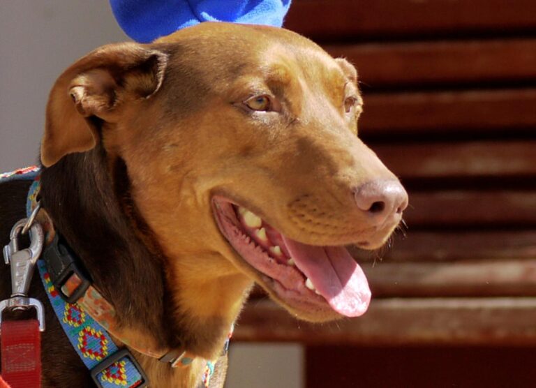 multimedia-foto82783-830-1