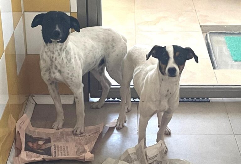 multimedia-foto82820-472-1