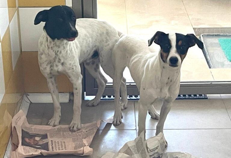 multimedia-foto82821-472-1