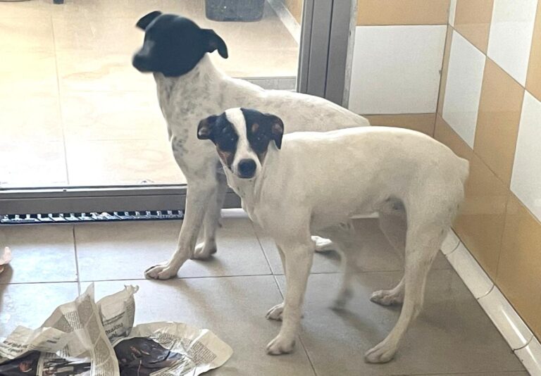 multimedia-foto82823-472-1