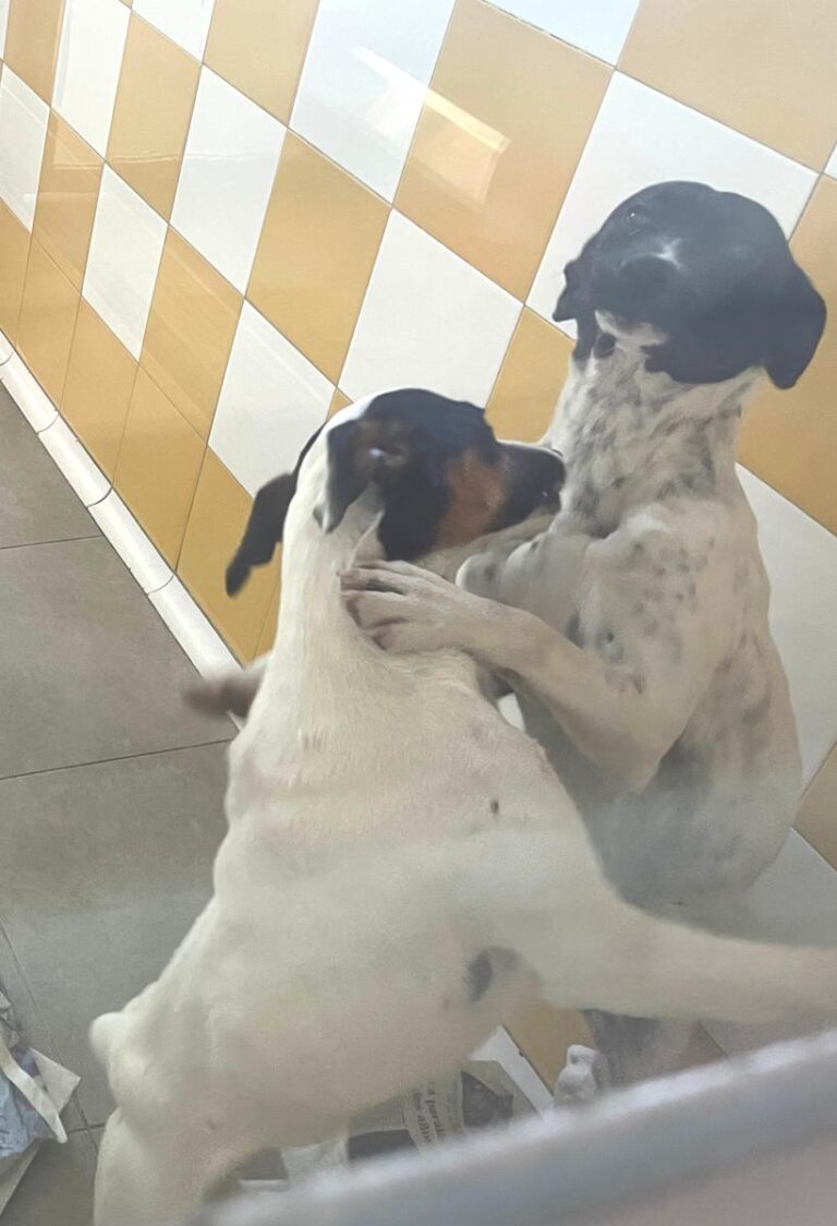 multimedia-foto82824-472-1