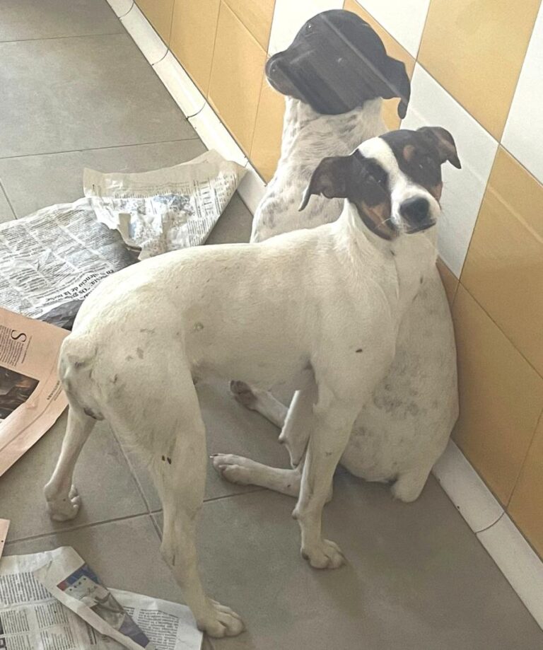 multimedia-foto82825-473-1