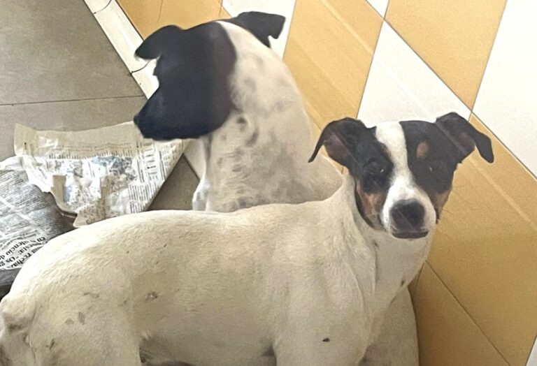 multimedia-foto82826-473-1