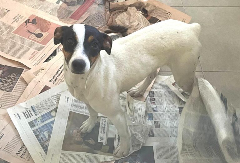 multimedia-foto82827-473-1