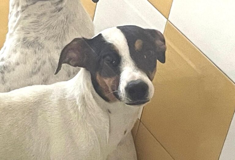 multimedia-foto82828-473-1