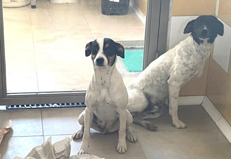 multimedia-foto82829-547-1