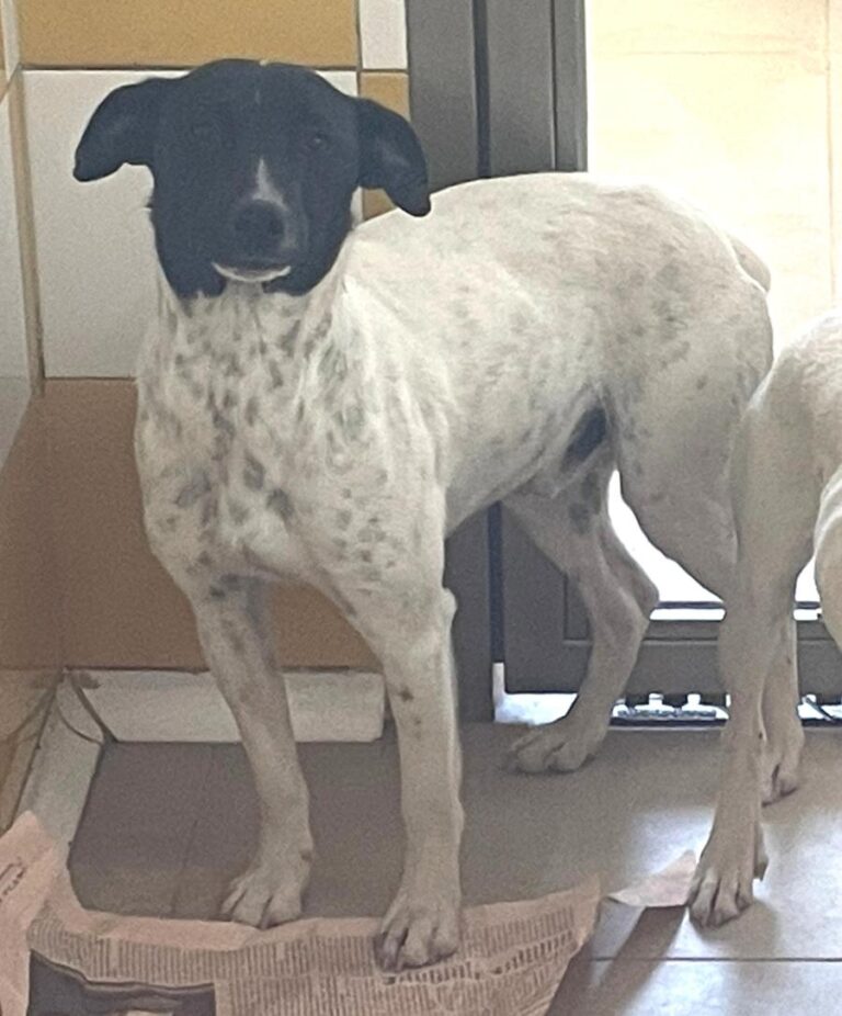 multimedia-foto82832-548-1