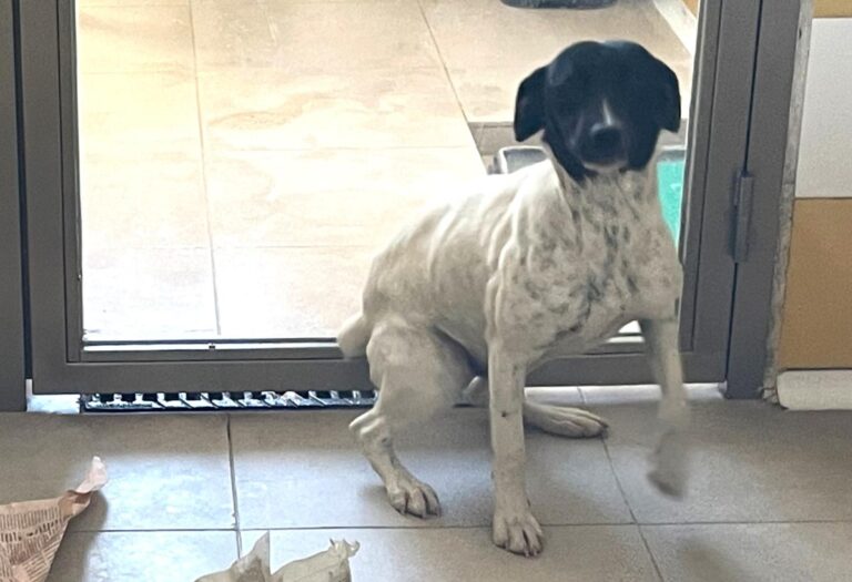 multimedia-foto82834-548-1