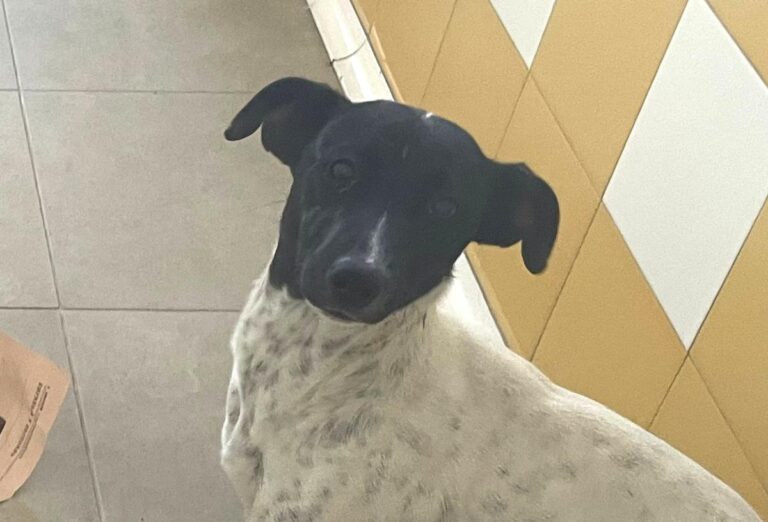 multimedia-foto82835-548-1