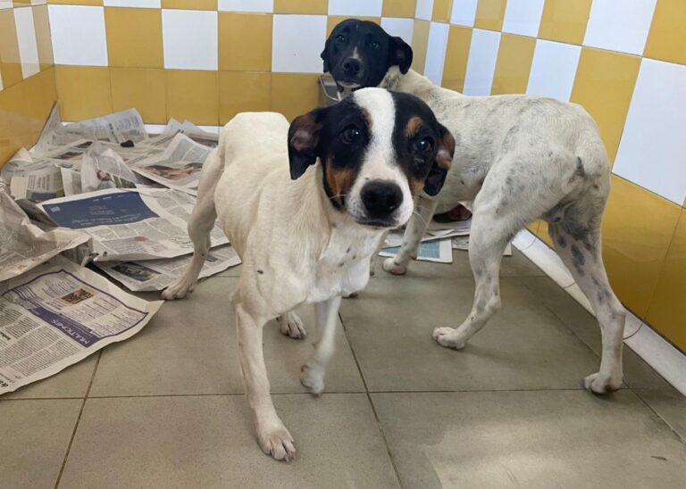 multimedia-foto82837-807-1