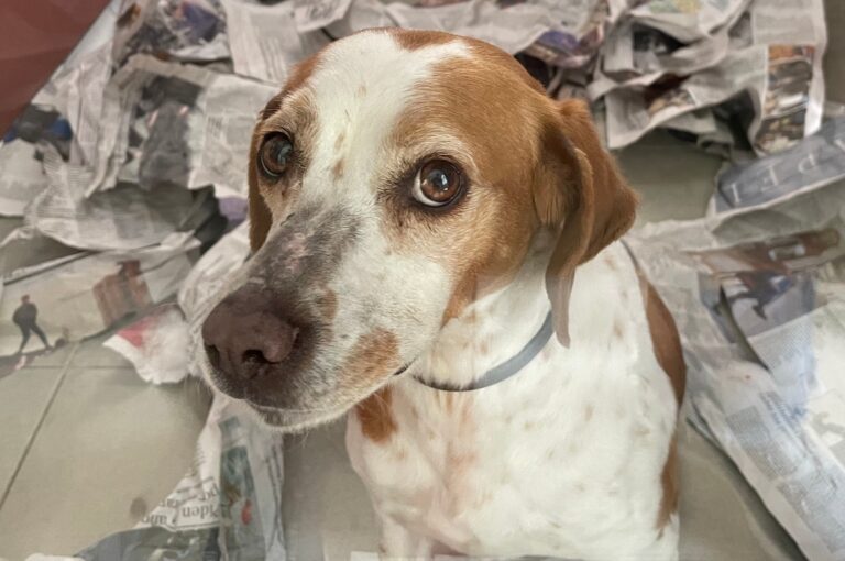 multimedia-foto82853-720-1