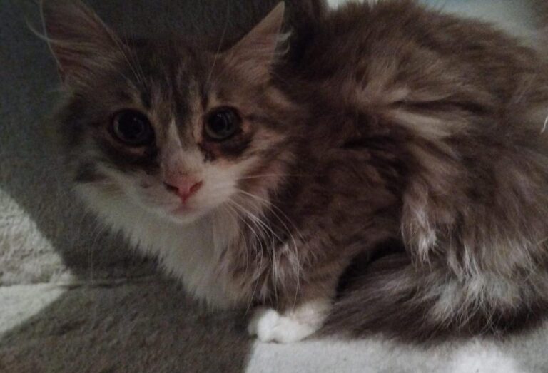 multimedia-foto82878-757-1