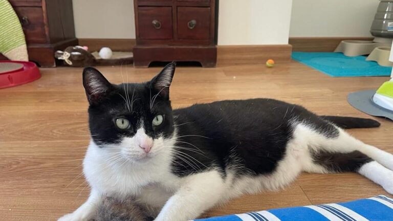 multimedia-foto82906-102-1