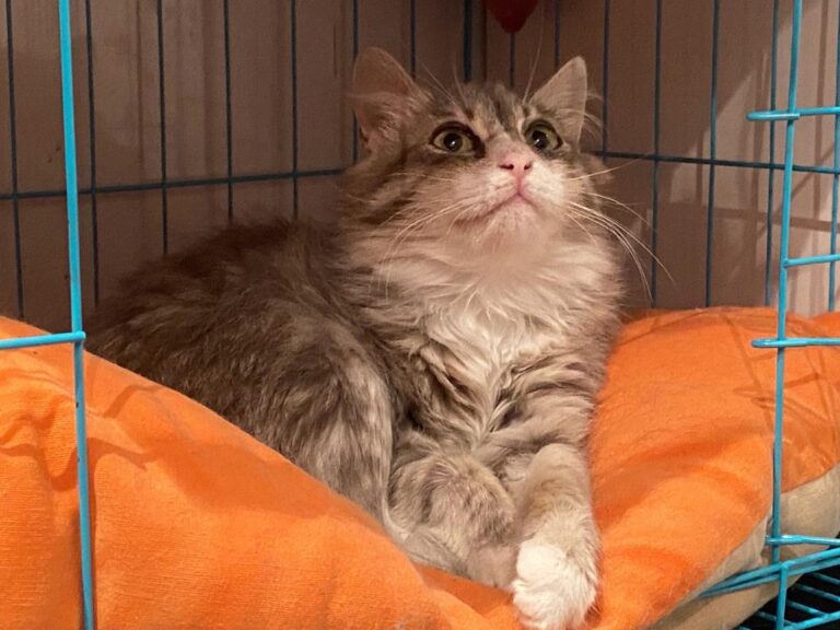 multimedia-foto82947-472-1