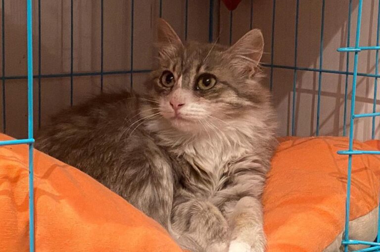 multimedia-foto82948-472-1