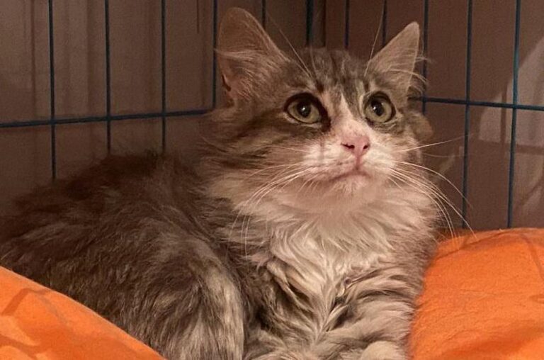 multimedia-foto82949-472-1