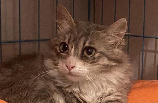 multimedia-foto82950-472-1