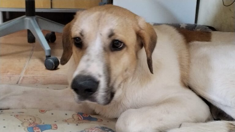 multimedia-foto82962-126-1