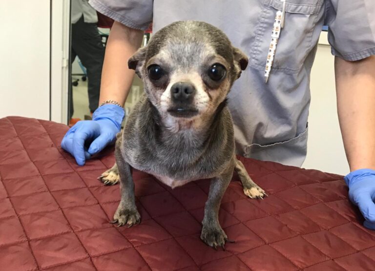 multimedia-foto82975-459-1