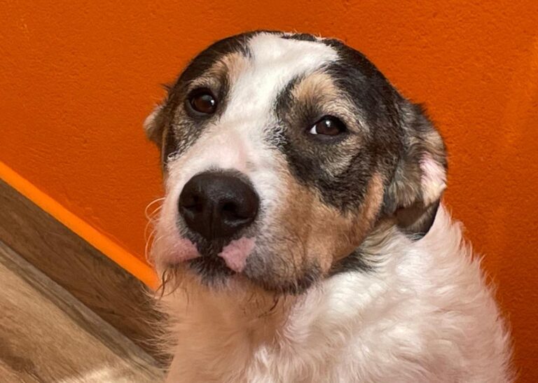 multimedia-foto82989-790-1