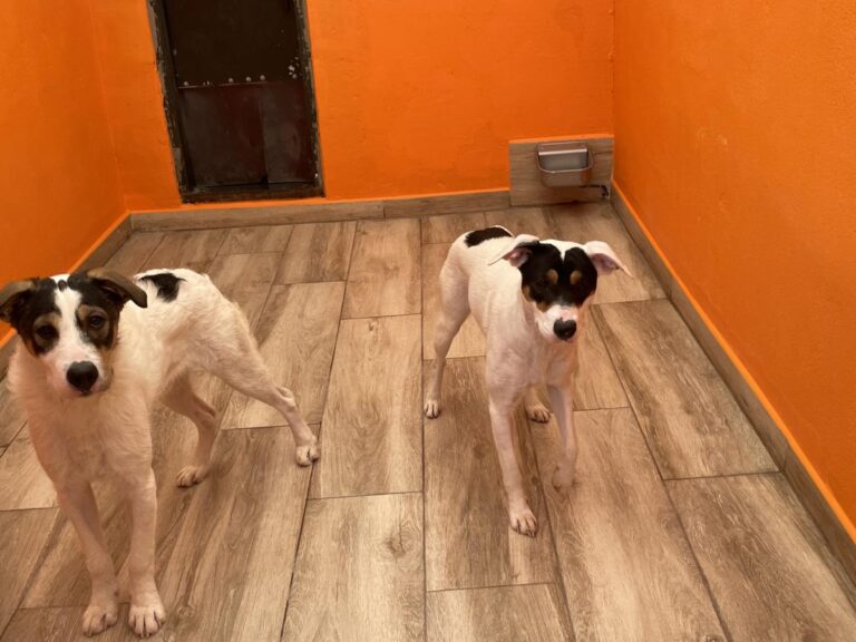 multimedia-foto82991-790-1