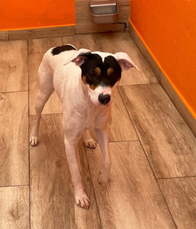 multimedia-foto82993-7-1