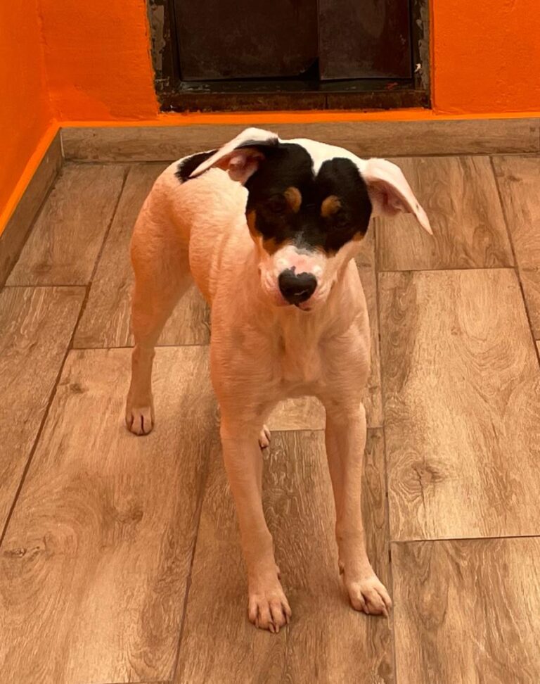 multimedia-foto82994-7-1