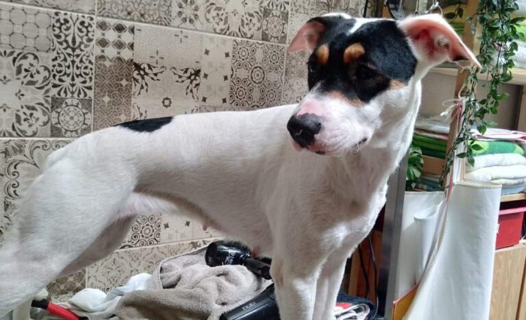 multimedia-foto82998-110-1