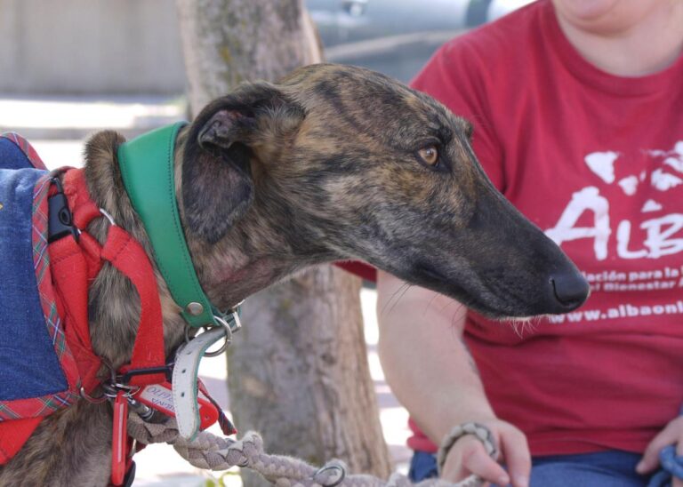 multimedia-foto83006-612-1