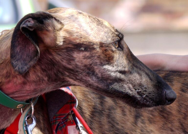 multimedia-foto83009-612-1