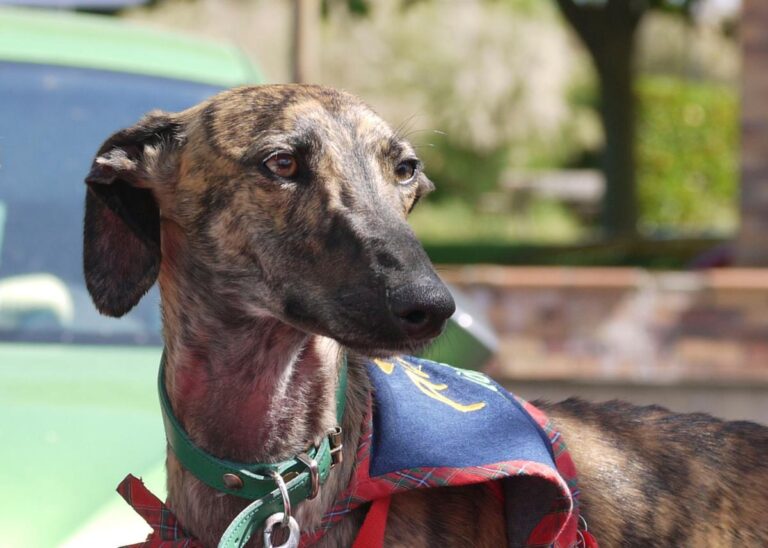 multimedia-foto83010-612-1